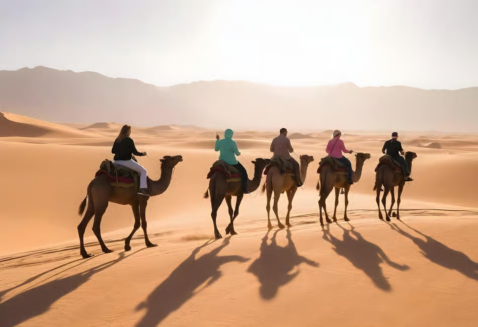 Camel riding tours