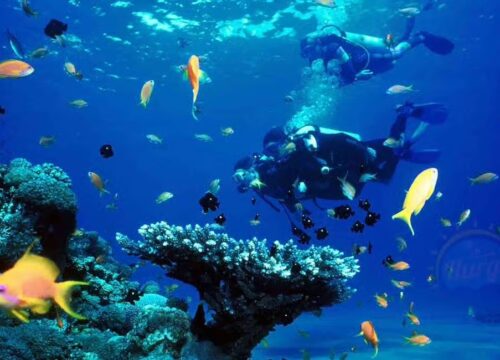 From Sharm: Ras Muhammed & White Island By Boat & intro Dive