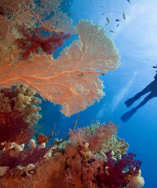 Sharm: Water Sports Adventure Day