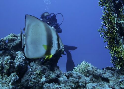 Tiran Island: Full-day Snorkeling, Diving Boat Trip