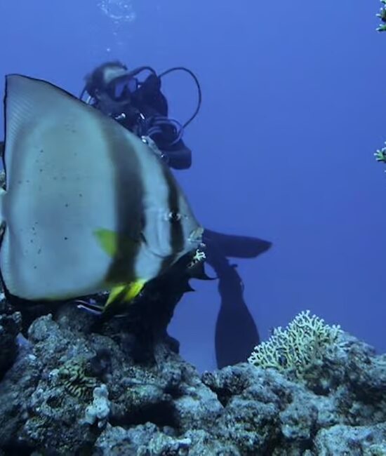 Tiran Island: Full-day Snorkeling, Diving Boat Trip